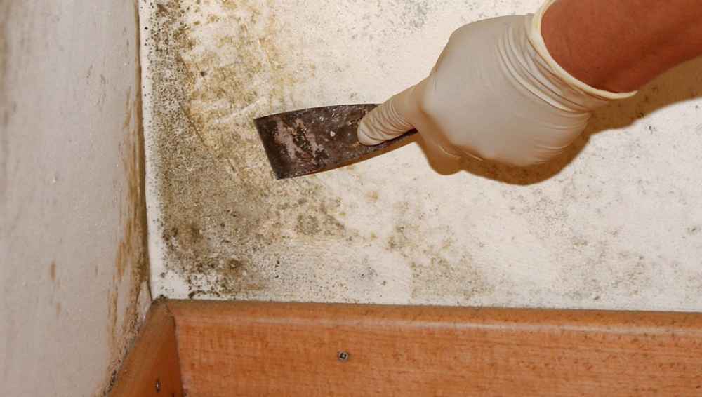 Как бороться с плесенью?