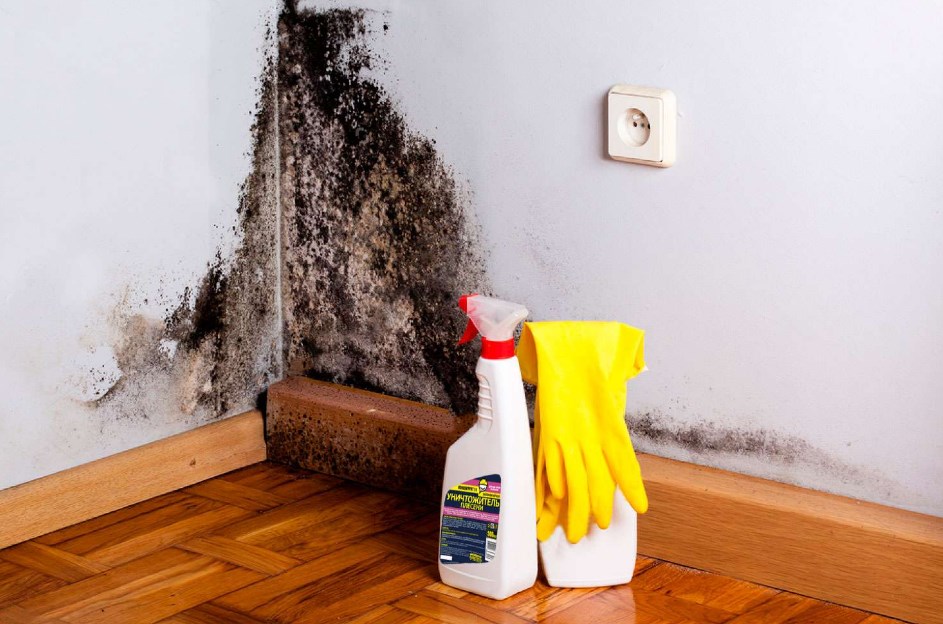 Как бороться с плесенью?
